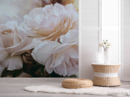 Фотошпалери Біла троянда - 2