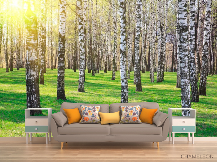 Фотообои Лес, березы, солнце - 1