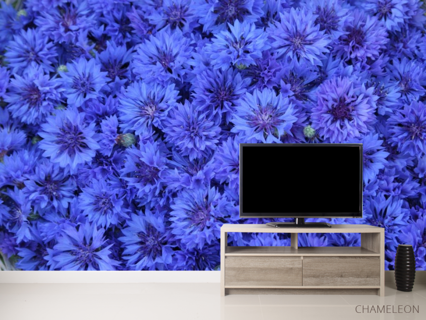 Фотообои синий Остеоспермум - 2