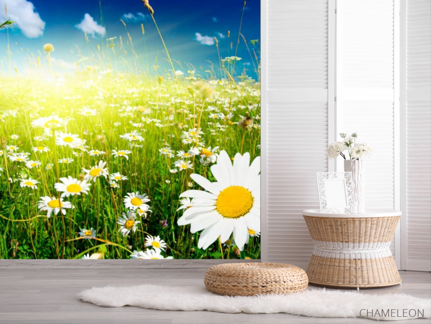 Фотошпалери Схід у ромашкове поле - 2