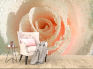 Фотообои Кремовая роза и роса - 4