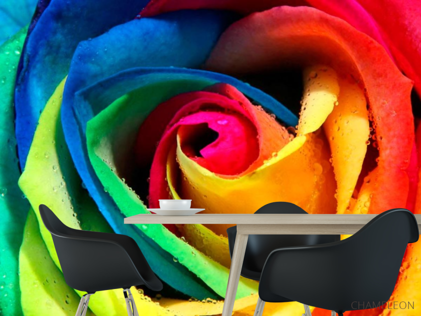 Фотошпалери Біла троянда - 1