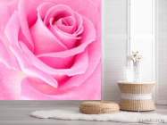 Фотошпалери Макро-зйомка рожевої троянди - 2