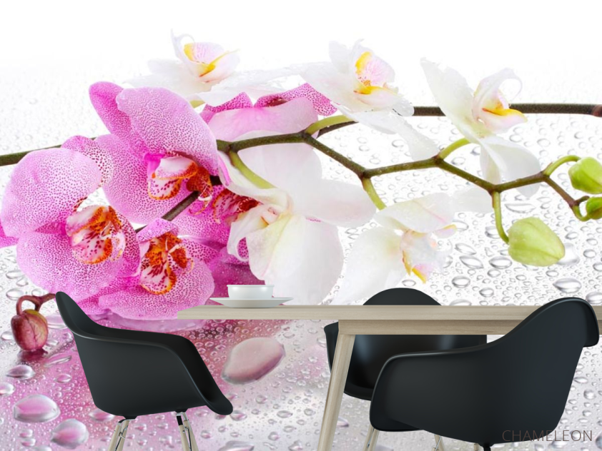 Фотошпалери Орхідеї рожеві і білі - 1