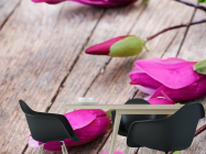 Фотошпалери Квітка сімейства бобових - 1