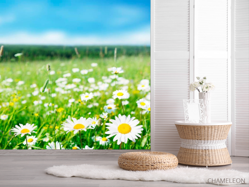 Фотошпалери Степові білосніжні ромашки - 2