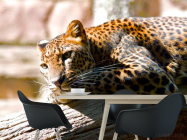 Фотошпалери Мріє гепард - 1