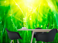 Фотошпалери На траві роса - 1