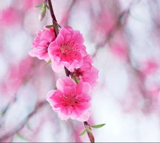 Фотообои Цветущее весной розовым дерево Фотообои Цветущее весной розовым дерево 2833