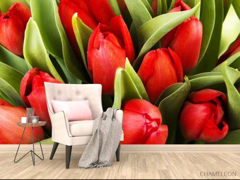 Фотообои красные тюльпаны - 4