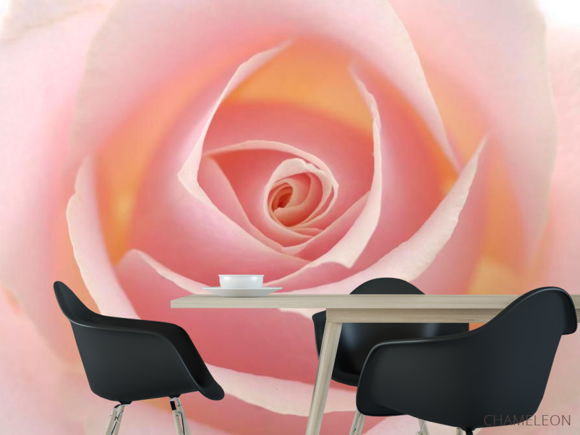 Фотошпалери Розочка кремова - 1