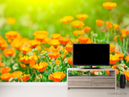 Фотообои Оранжевые чернобривцы - 2