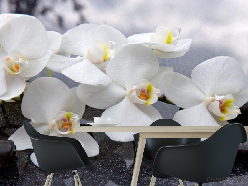Фотошпалери білі орхідеї на чорних каменях - 1