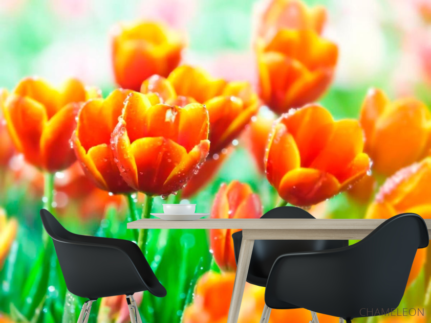 Фотообои Красно-желтые тюльпаны - 1