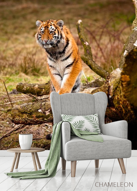 Фотообои Удивленный тигр - 3