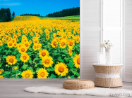 Фотошпалери Поле соняшників - 2