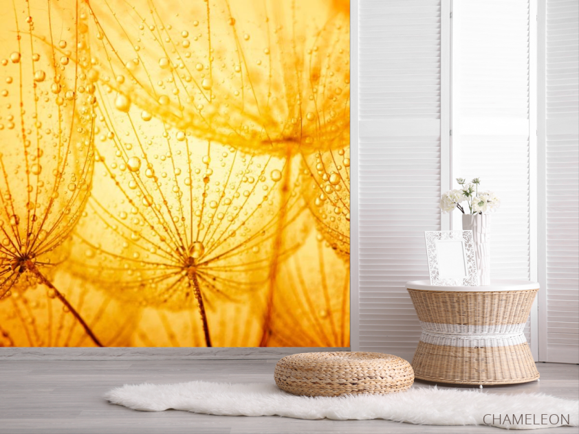 Фотошпалери помаранчевий кульбаба - 2