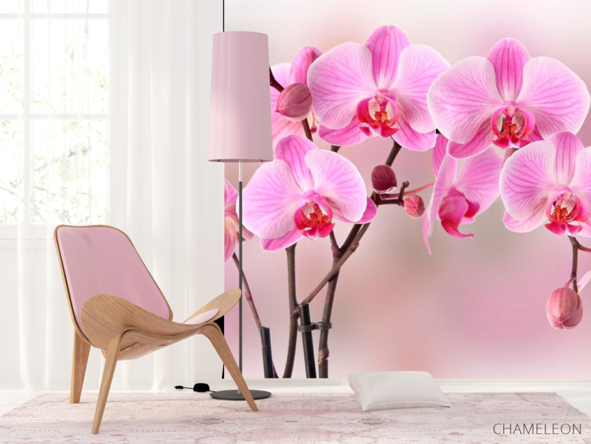 Фотошпалери Орхідеї рожевих тонів - 4