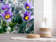 Фотошпалери Фіалки - 2