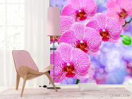 Фотообои Орхидеи распустились розовые - 4