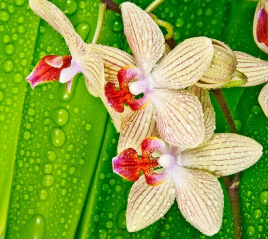 Фотообои Орхидеи на листе 8904
