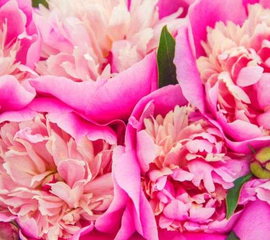 Фотообои Ярко розовые пионы Фотообои Ярко розовые пионы 22912