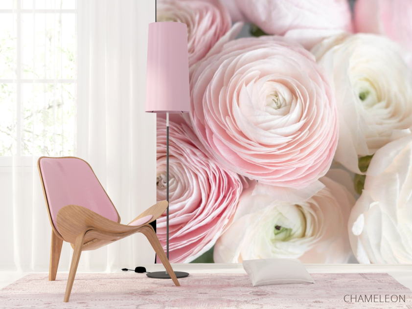 Фотошпалери Рожеві рунункюлусы - 4