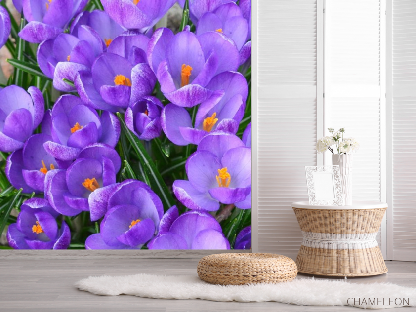 Фотошпалери Шафран весняний - 2