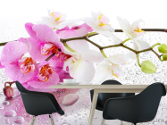 Фотошпалери Орхідеї рожеві і білі - 1