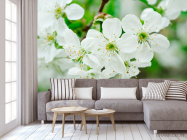 Фотообои Черешня цветет - 3