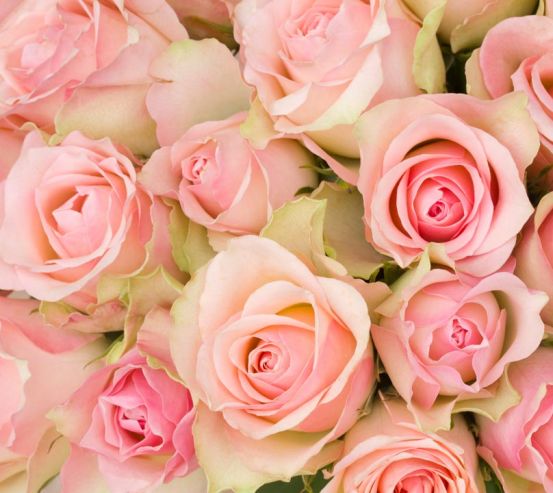 Фотошпалери букет рожевих троянд 20583
