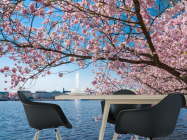 Фотошпалери сакура над річкою з фонтаном - 1