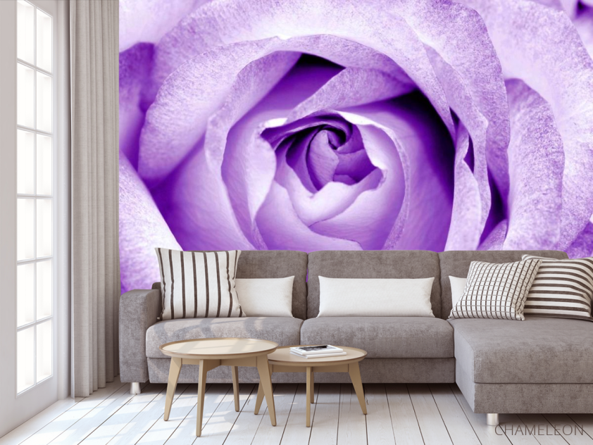 Фотообои Снежно-сиреневая роза - 3