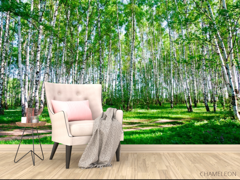 Фотообои Молодые березы, тропа - 4