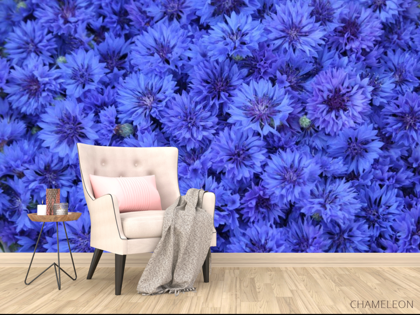 Фотообои синий Остеоспермум - 4