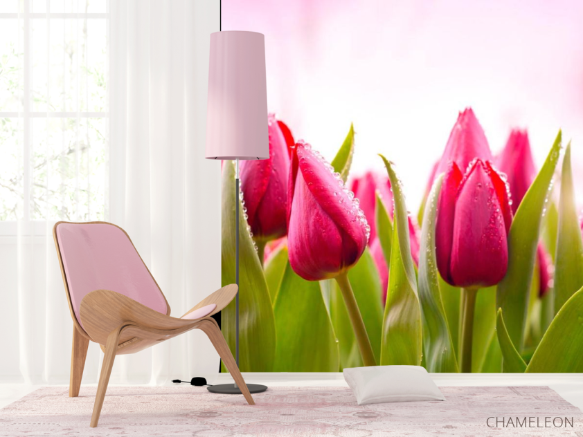 Фотошпалери Рожево-малинові тюльпани - 4