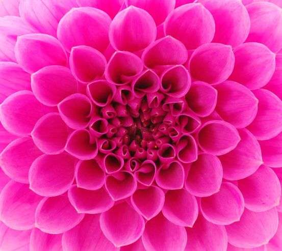 Фотообои Сотовый цветок малиновый Фотообои Сотовый цветок малиновый 3176