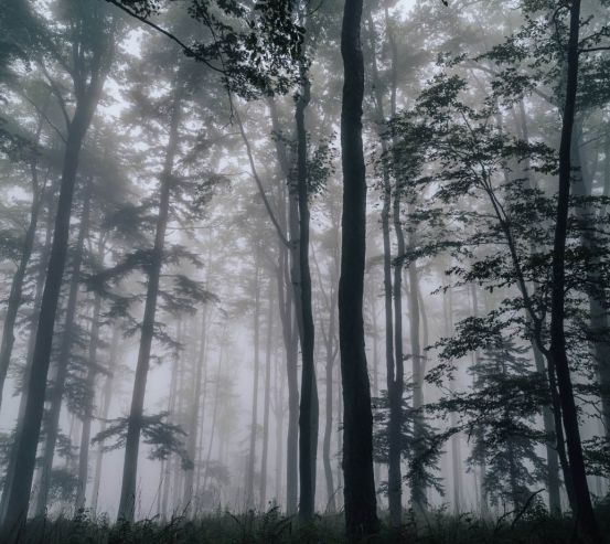 Фотообои Тёмный лес 24901