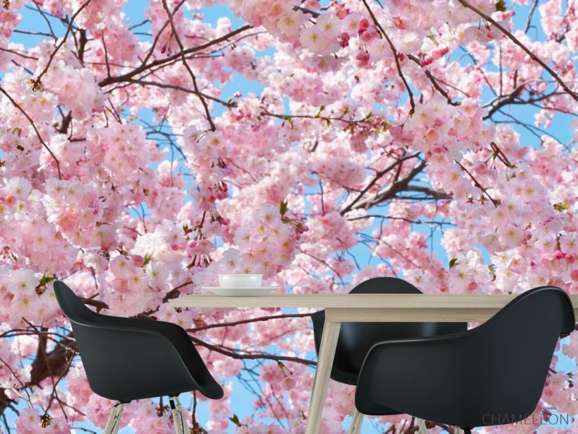 Фотошпалери квітуче дерево - 1