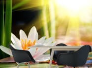 Фотошпалери біла водяна лілія - 1