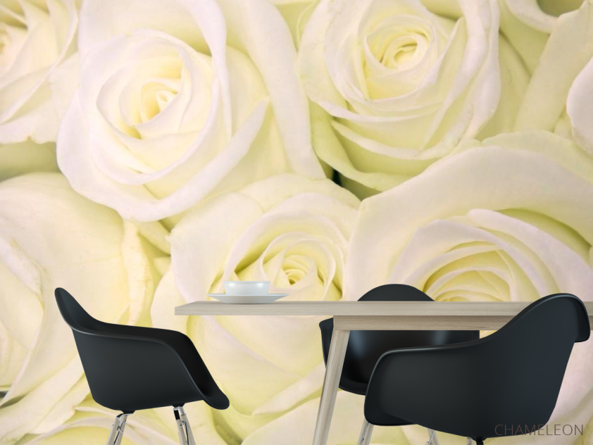 Фотошпалери Троянди білосніжного відтінку - 1