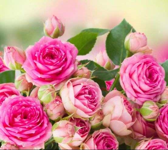 Фотообои чайная роза Фотообои чайная роза 21181