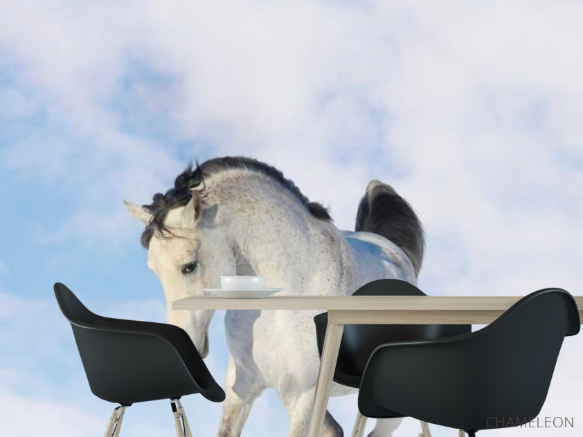 Фотошпалери Білий кінь - 1