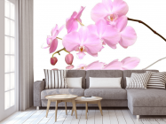 Фотообои Розово-белые орхидеи - 3