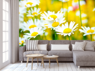 Фотообои Полевые белоснежные ромашки - 3