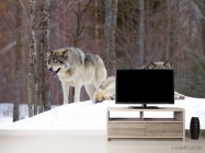 Фотообои два волка на снегу - 2