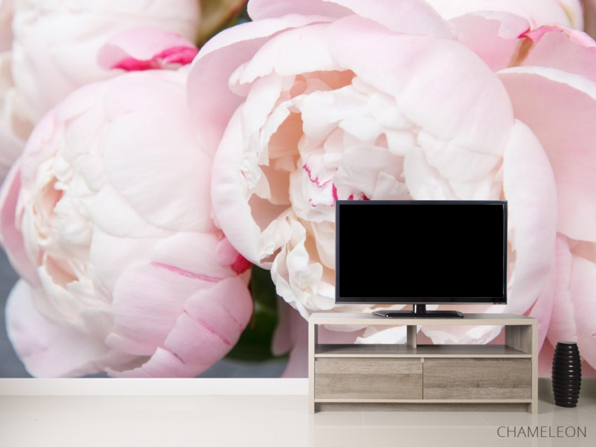 Фотообои нежные бело-розовые пионы - 2