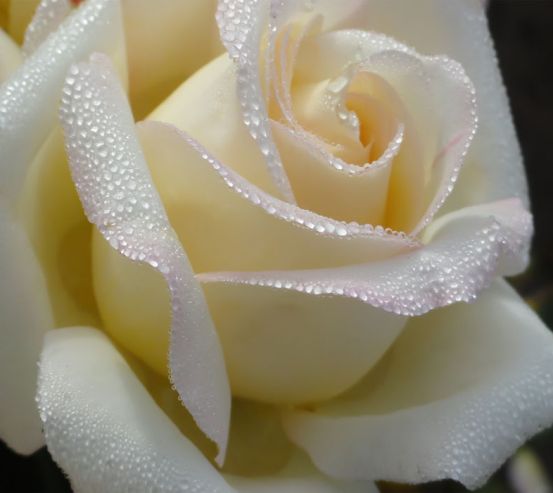 Роза Роза 0048