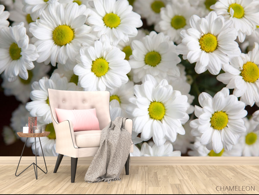 Фотообои Ромашки белые - 4