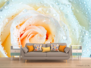 Фотообои Роза бело-бежевая - 1